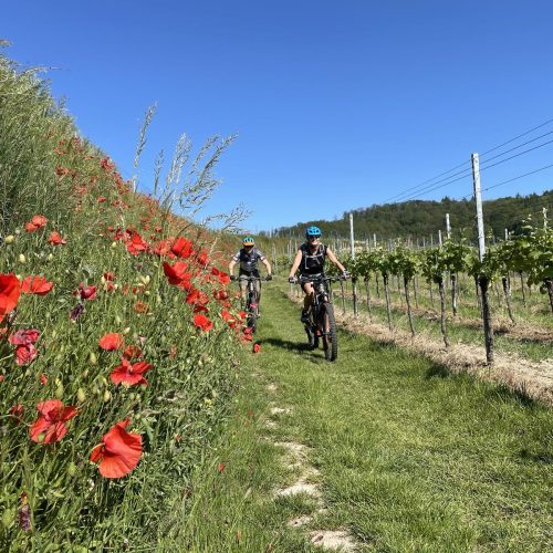Blumen, Streuobstwiesen und Reben beim beitune Touren-Wochenende mit dem MTB/E-MTB