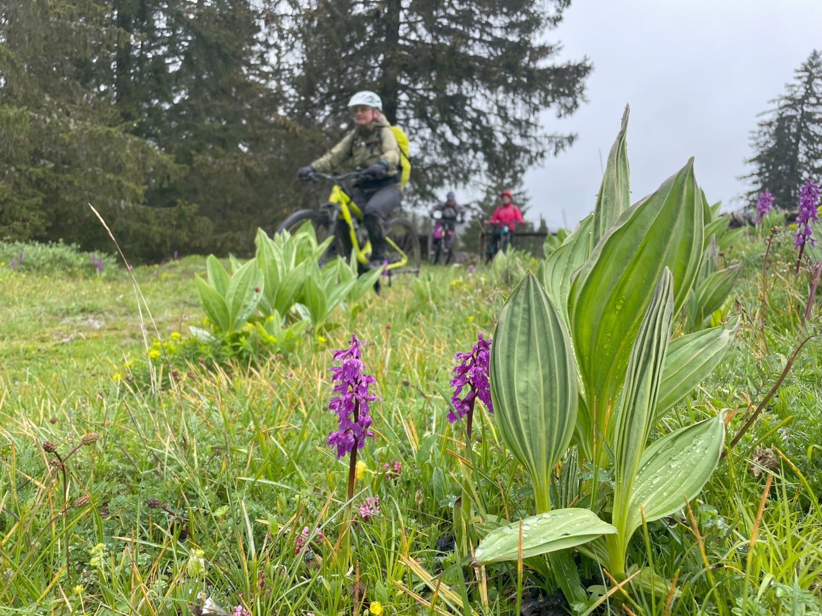 beitune Jura-Cross