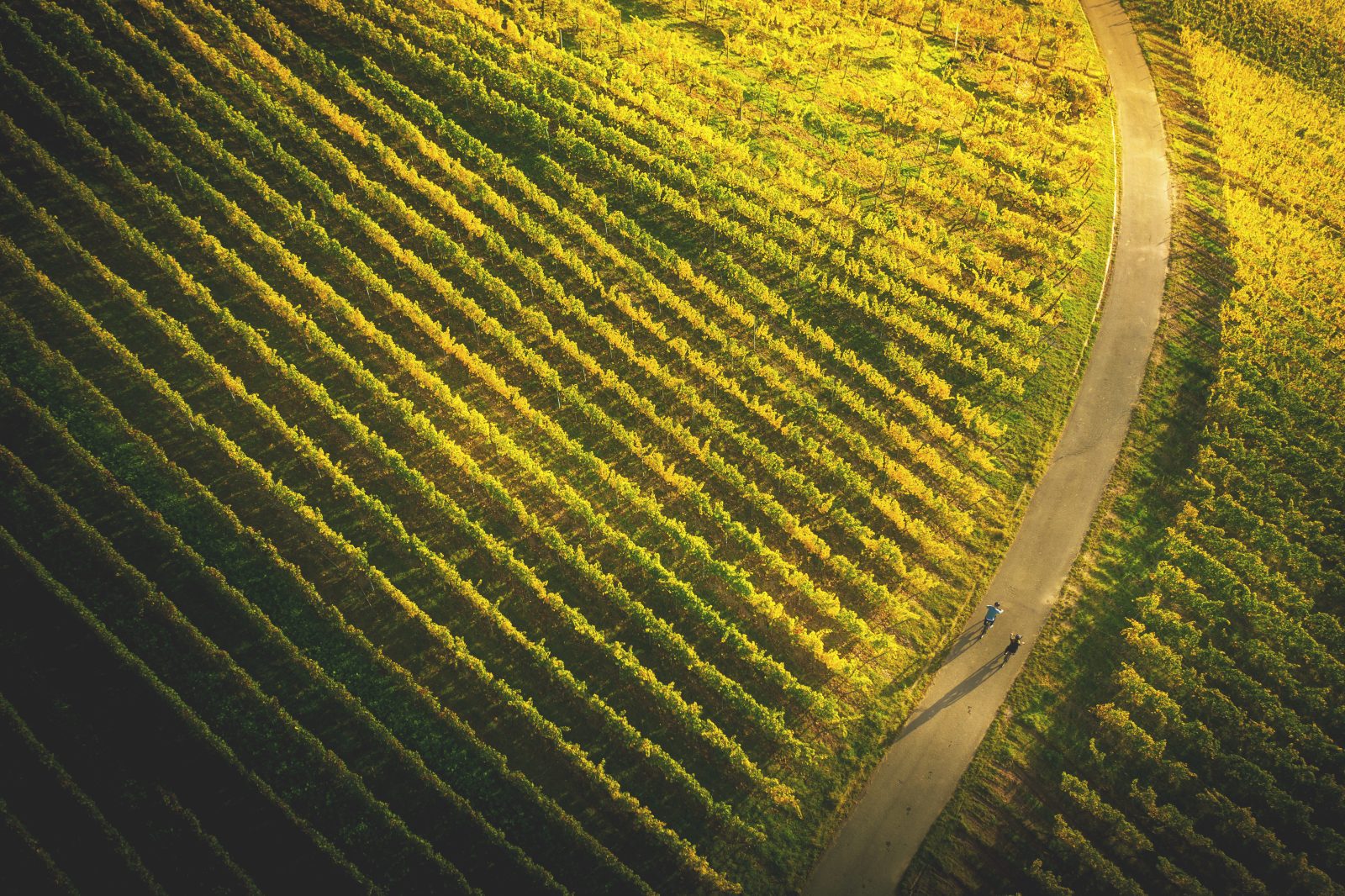 CENTURION_Lhasa_E_R_MY20_DJI_0583_Shooting_Stuttgart-2019 Vélo et Vin - beitune Genusstour durch die Weinberge im Elsass