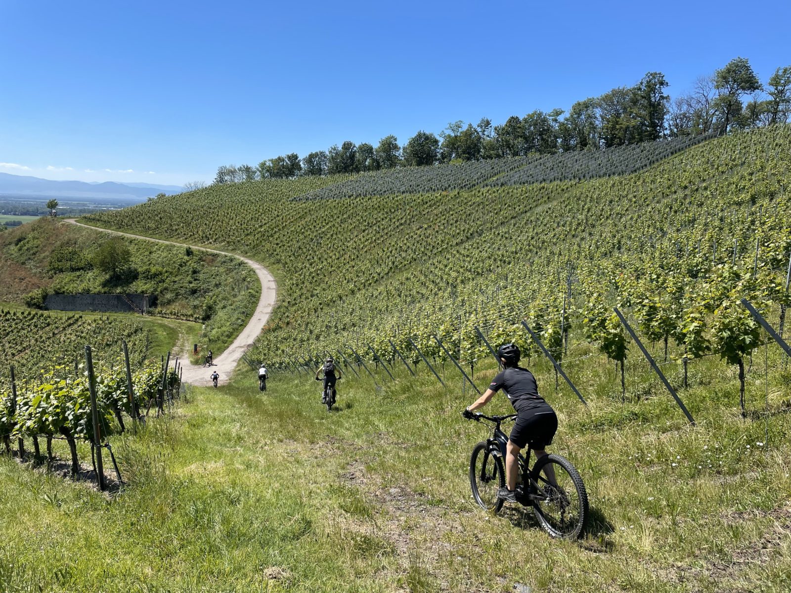 Auf dem Elsässer Weinradweg geht es mit dem Rad mitten durch die Weinreben