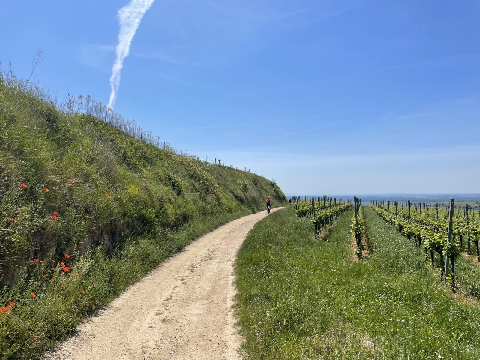 Ein fahrtechnisch einfacher Schotterweg auf dem Elsässer Weinradweg