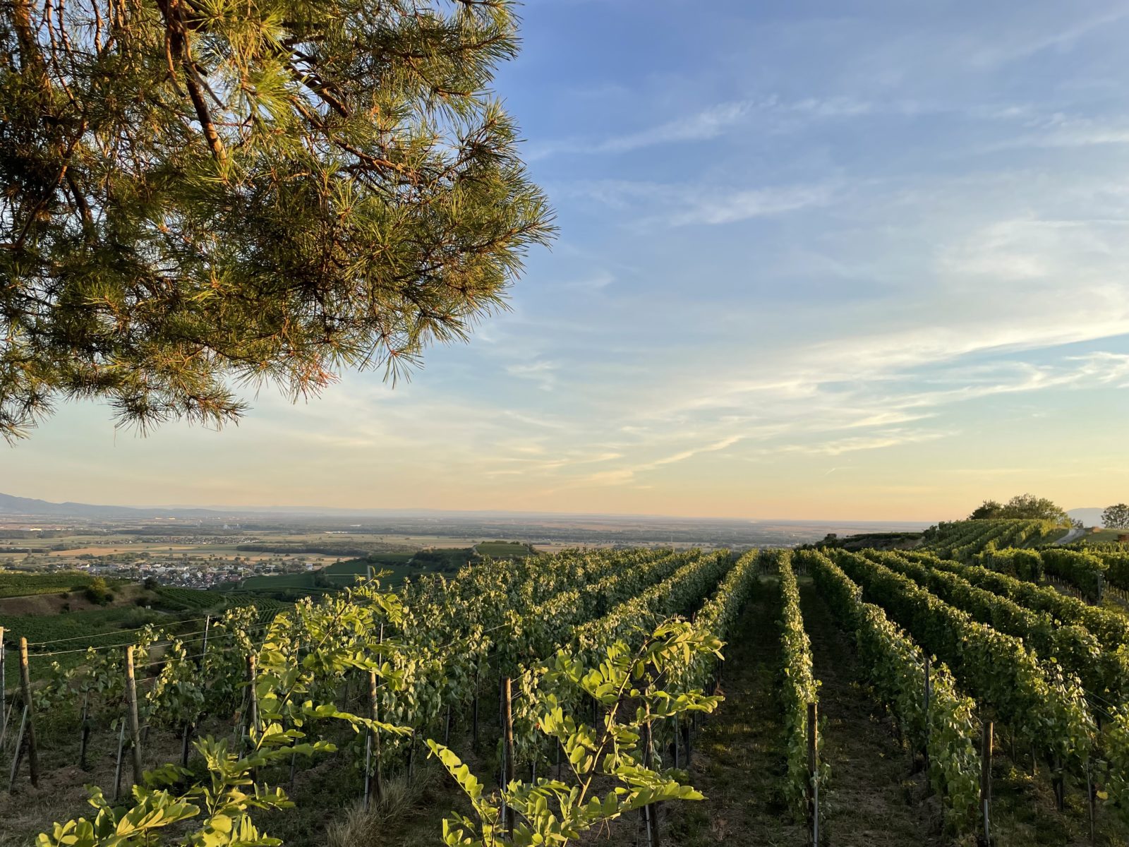 Sonnenuntergang auf der beitune Radreise auf dem Elsässer Weinradweg.