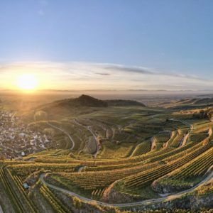 Blick in die Weinberge auf dem Elsässer Weinradweg.