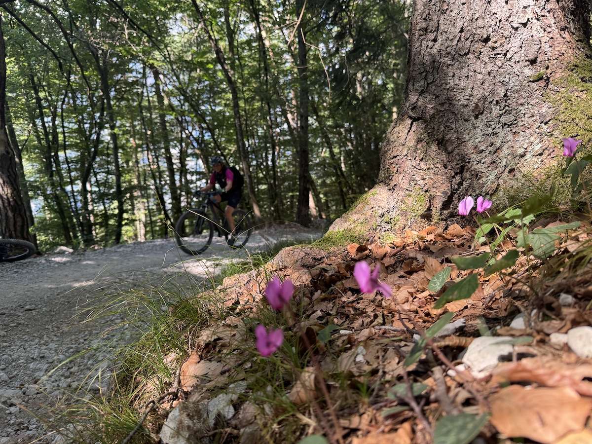 Blume im Vordergrund, Mountainbiker im Hintergrund bei der beitune Frauen-Transalp