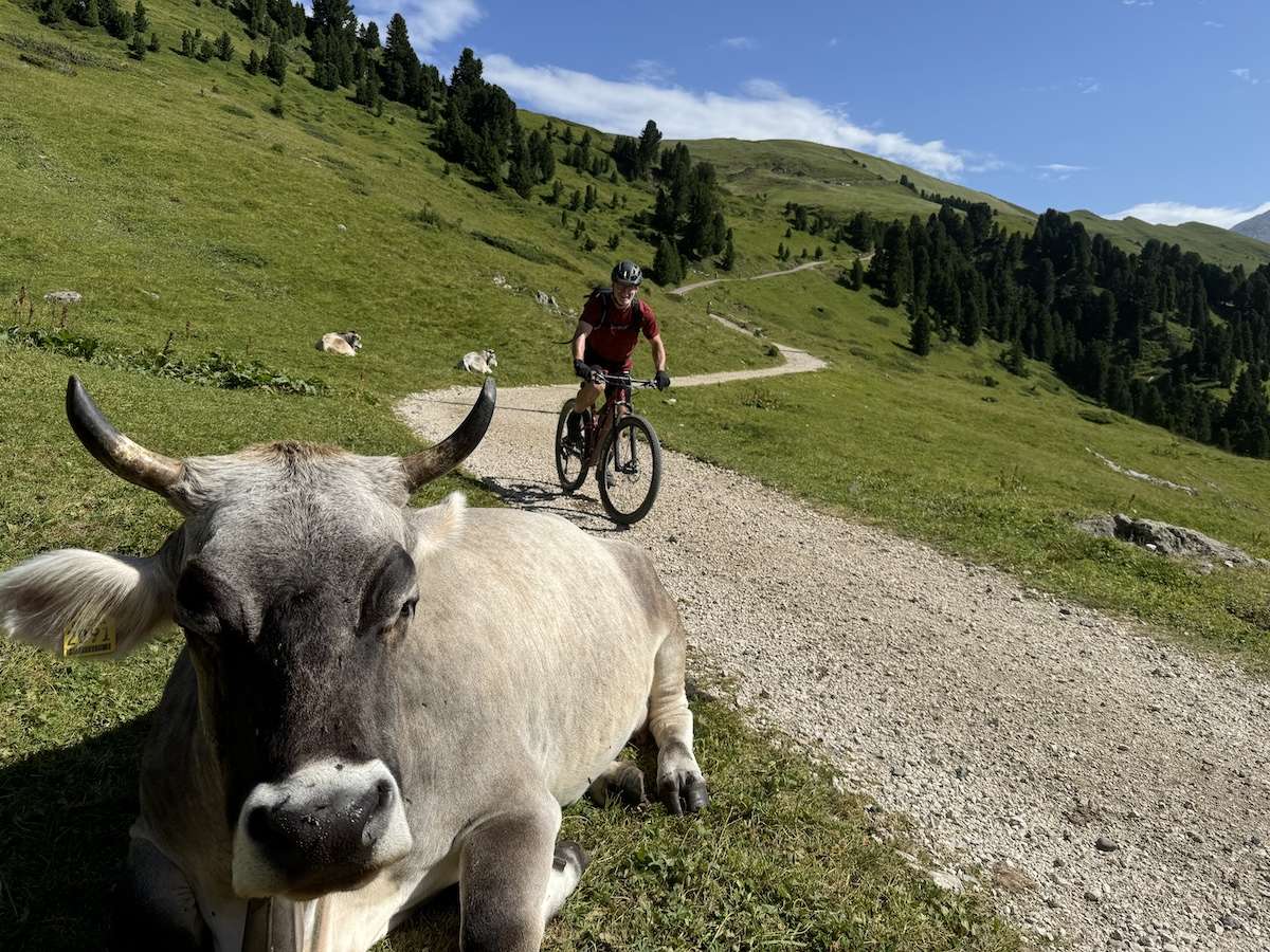 Mountainbiker fährt an Kuh vorbei auf der beitune Transalp Zillertal-Gardasee.