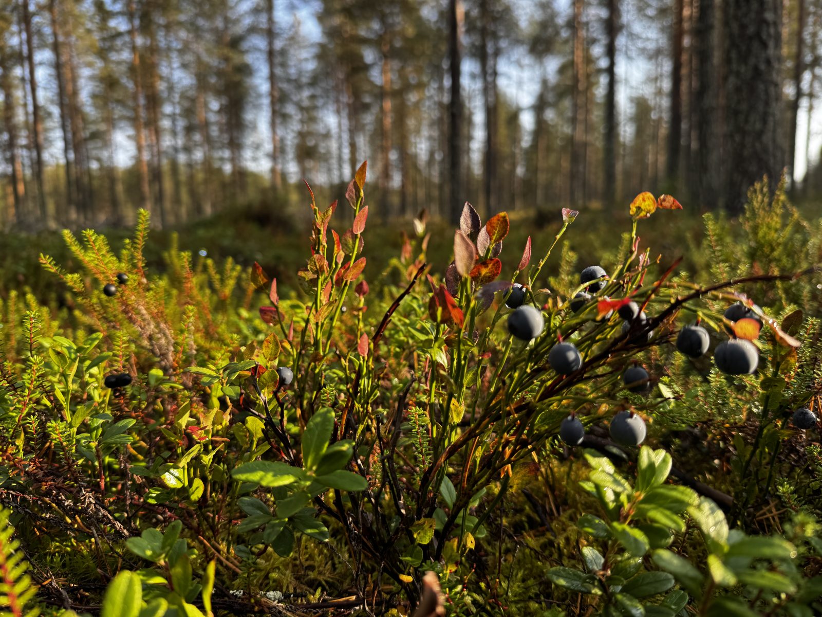 Überall Beeren bei der BikeReise nach Finnisch Lappland