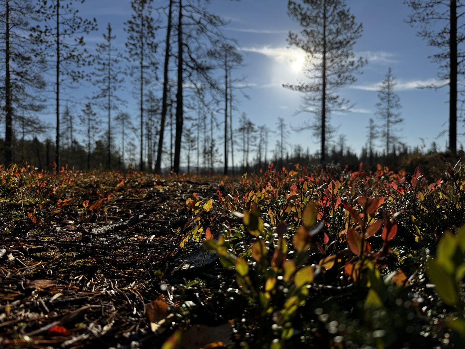 Überall Beeren bei der BikeReise nach Finnisch Lappland