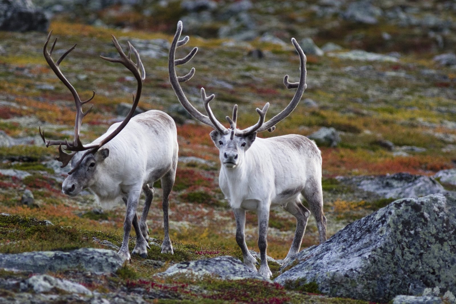 Bei der beitune BikeReise nach Finnisch Lappland treffen wir viele Rentiere