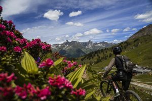 Alpenrosen und Mountainbiker beim beitune Alpen-Bike-Gipfel in Tirol