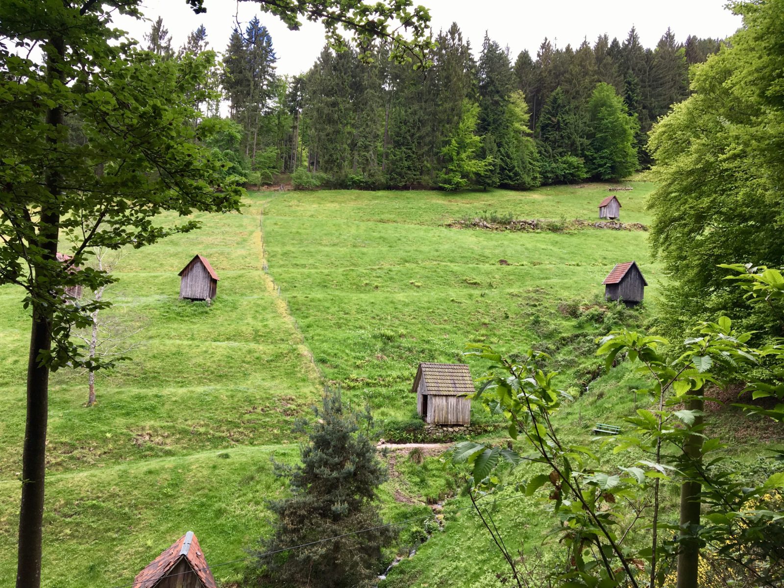 Nette Pfade und tolle Landschaften bei den Hüttentouren und Trailcamps im Schwarzwald