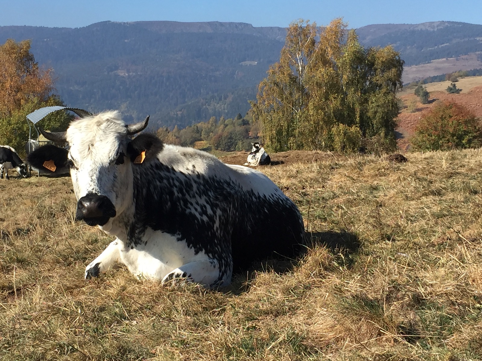 Das Vogesenrind ist eine besondere Rinderrasse aus dem Elsass. Beim Trailcamp Vogesen fahren wir immer wieder an grasenden Herden vorbei.
