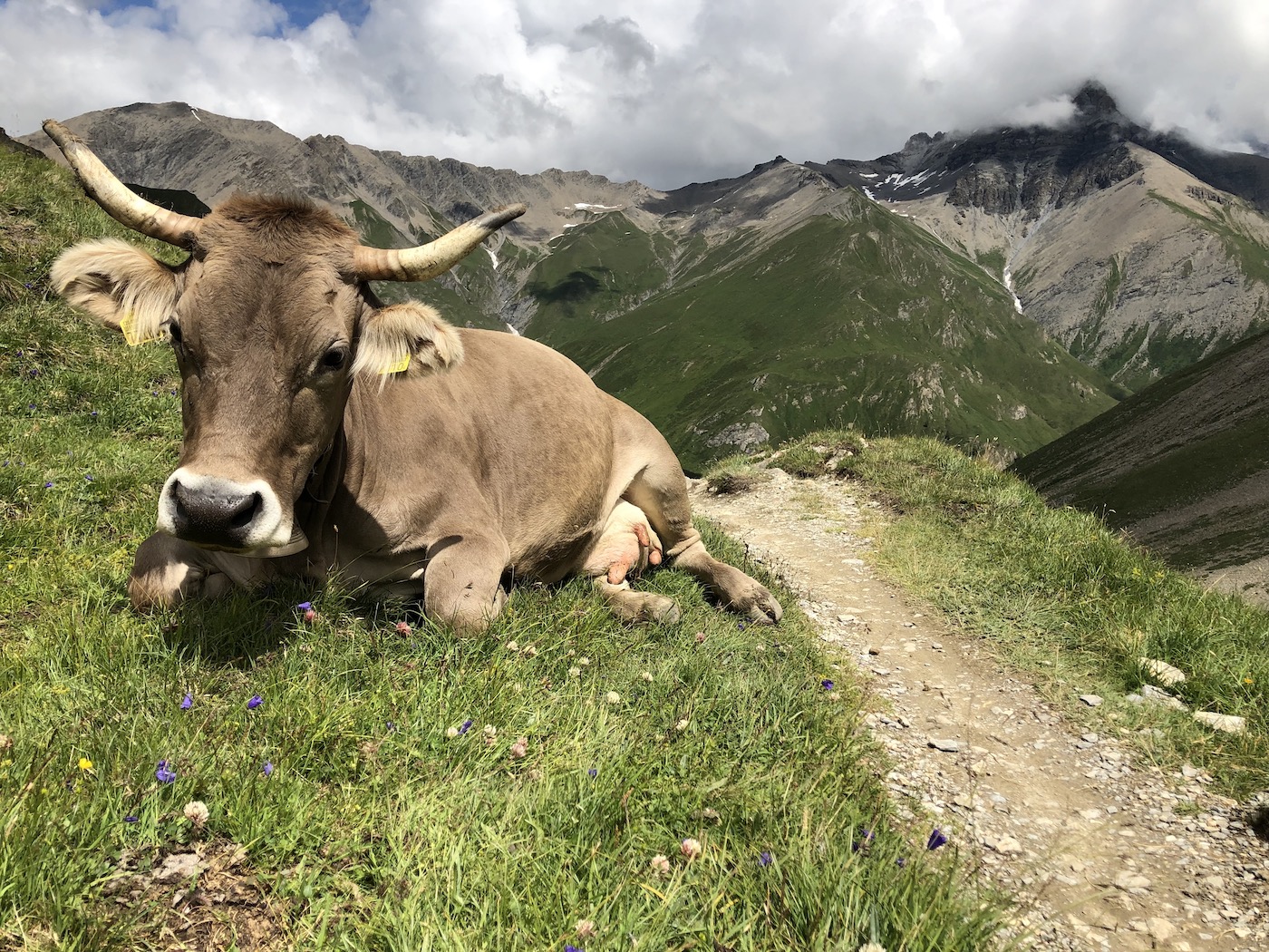Kuh auf der beitune MTB-Trailtour Ischgl-Livigno